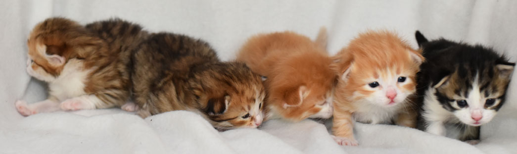 sibirisk kattunge Gg-kull