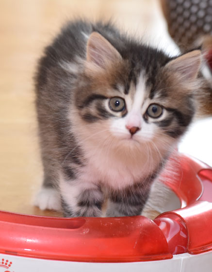 sibirisk kattunge Europa