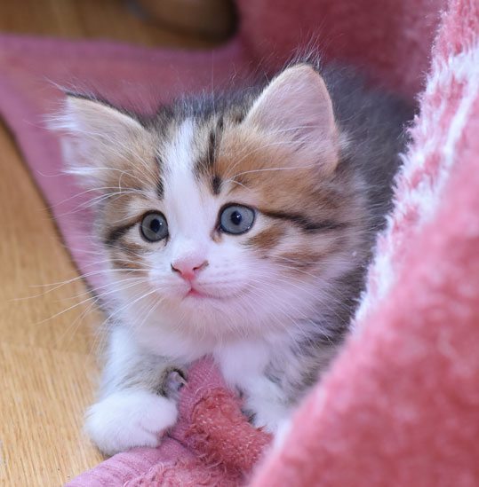 sibirisk kattunge Elara