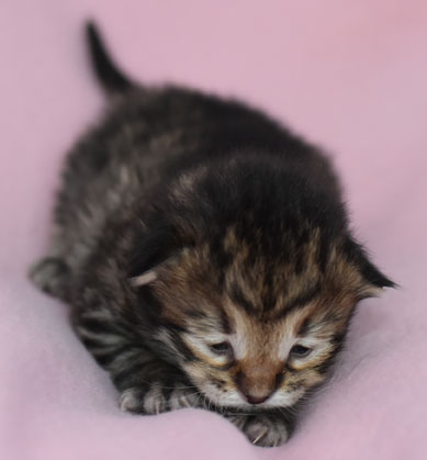 sibirisk kattunge Hektor