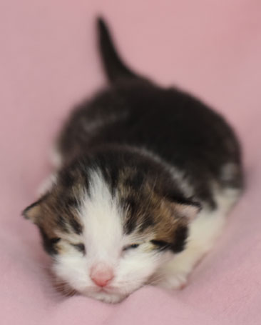 sibirisk kattunge Hubble