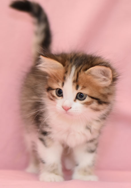 sibirisk kattunge Elara