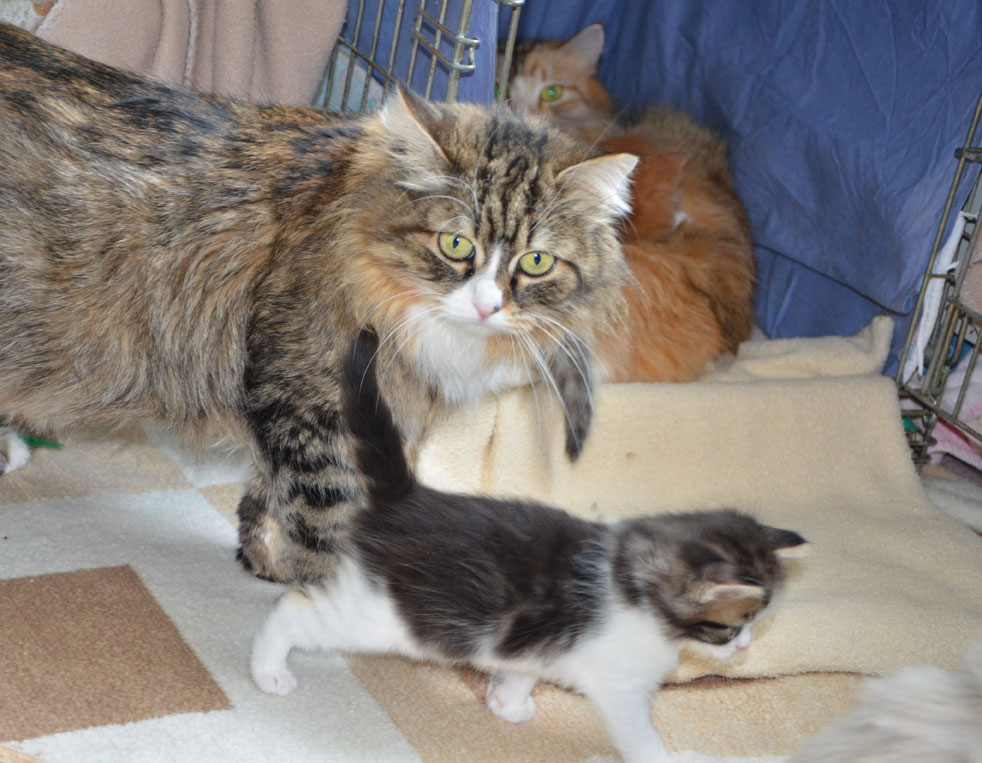 sibirisk katt Mitzi