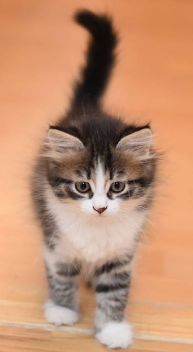 sibirisk kattunge Europa