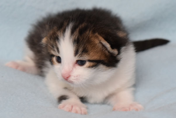 sibirisk kattunge Hubble