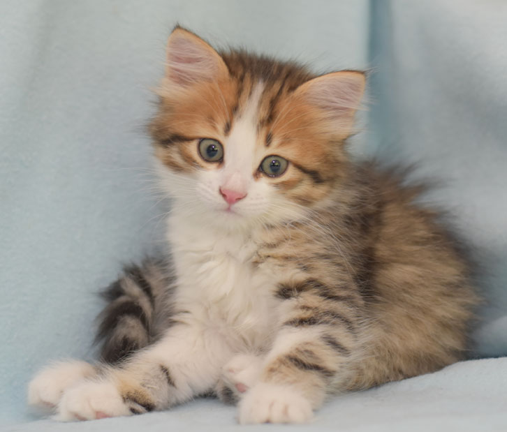 sibirisk kattunge Elara
