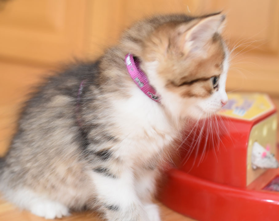 sibirisk kattunge Elara