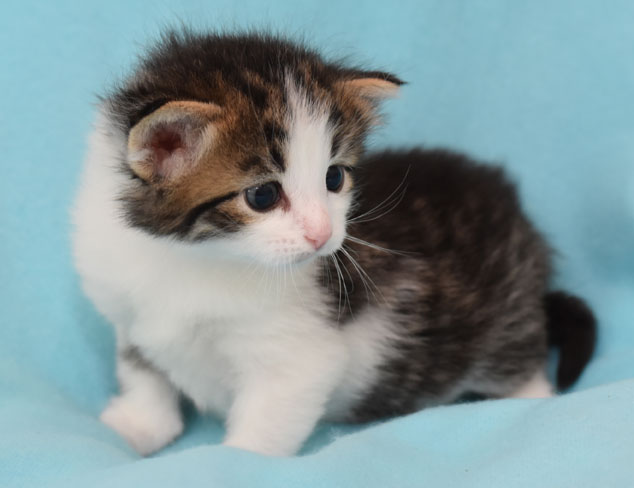 sibirisk kattunge Hubble