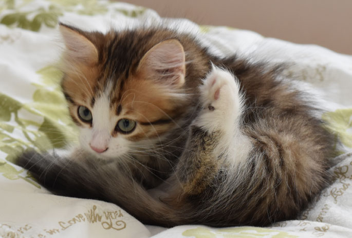 sibirisk kattunge Ekectra
