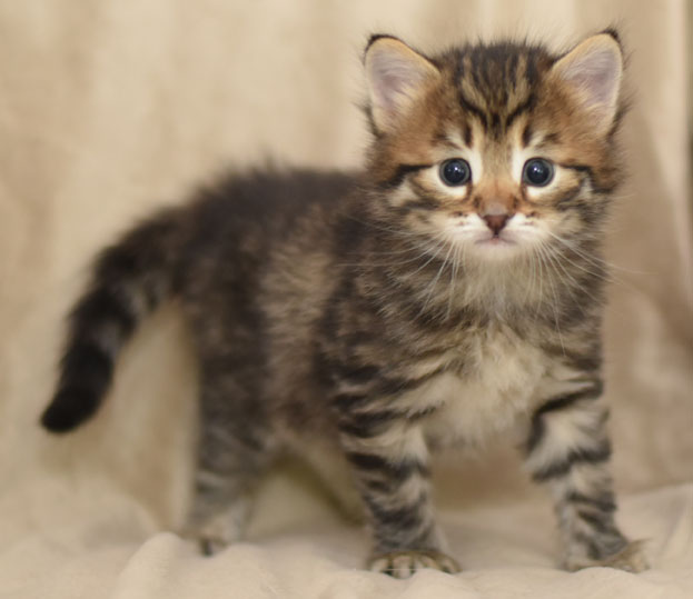 sibirisk kattunge Hadar