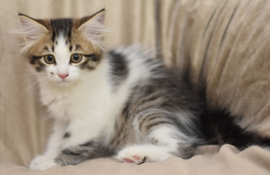 sibirisk kattunge Electra