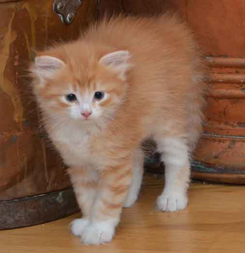 sibirisk kattunge Gryphon