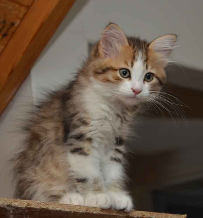 sibirisk kattunge Elara
