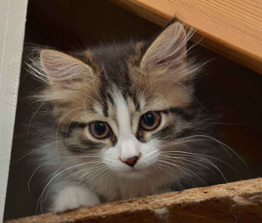 sibirisk kattunge Europa