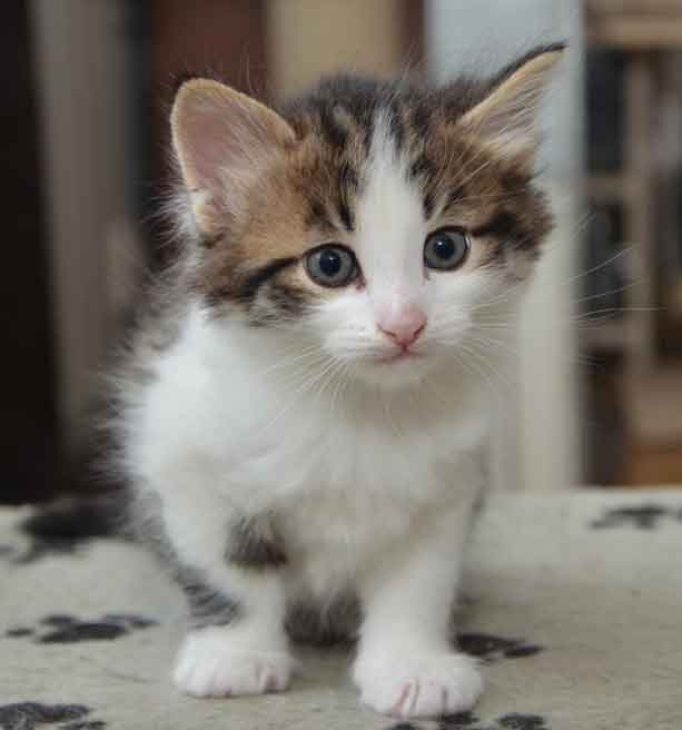 sibirisk kattunge Hubble