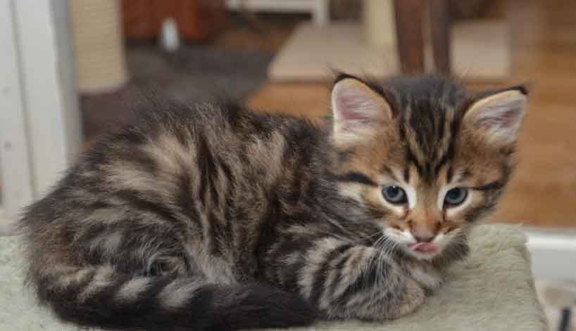sibirisk kattunge Hadar