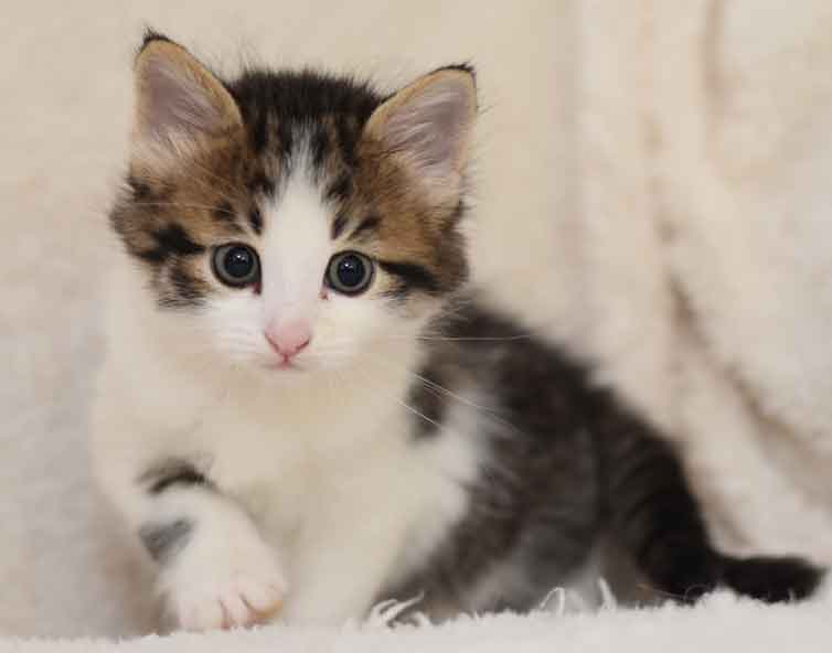 sbirisk kattunge Hubble
