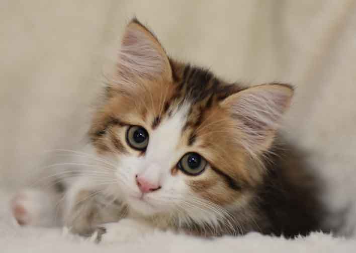 sibirisk kattunge Elara