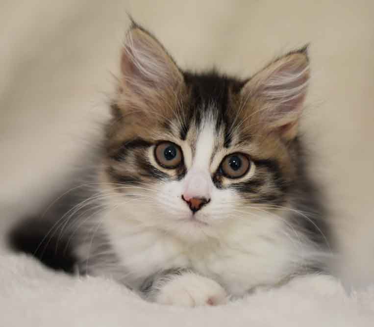 sibirisk kattunge Europa