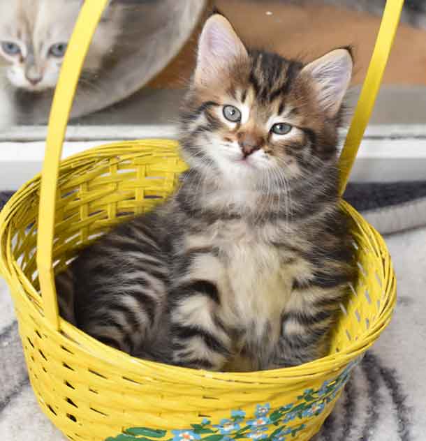 sibirisk kattunge Hadar