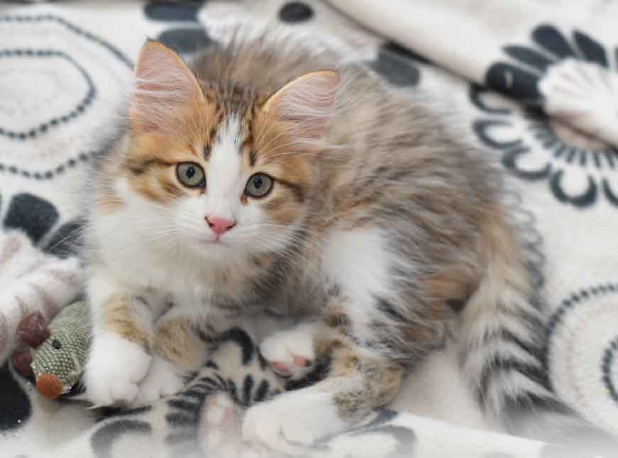 sibiriska kattungar Elara