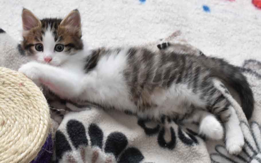 sibirisk kattunge Hubble