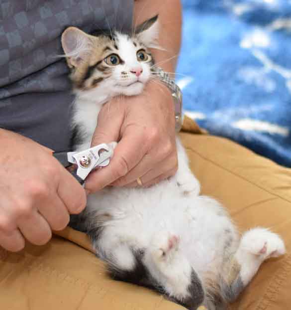sibirisk kattunge Electra