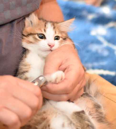 sibirisk kattunge Elara