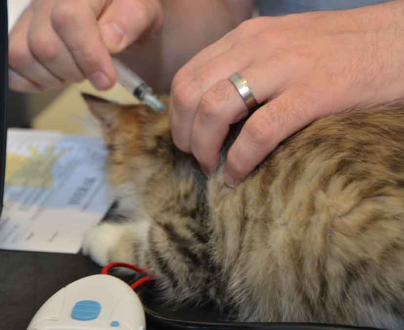 sibirisk kattunge Elara