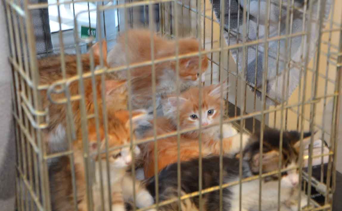 sibirisk kattunge Gg-kull