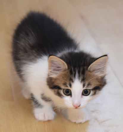 sibirisk kattunge Hubble