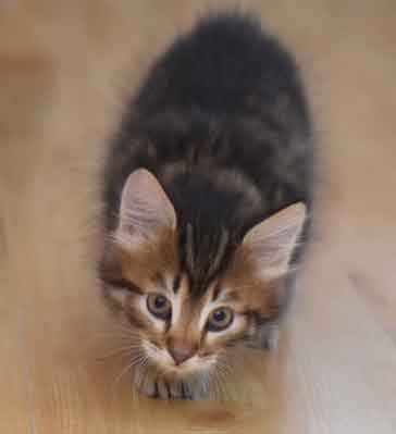 sibirisk kattunge Hadar