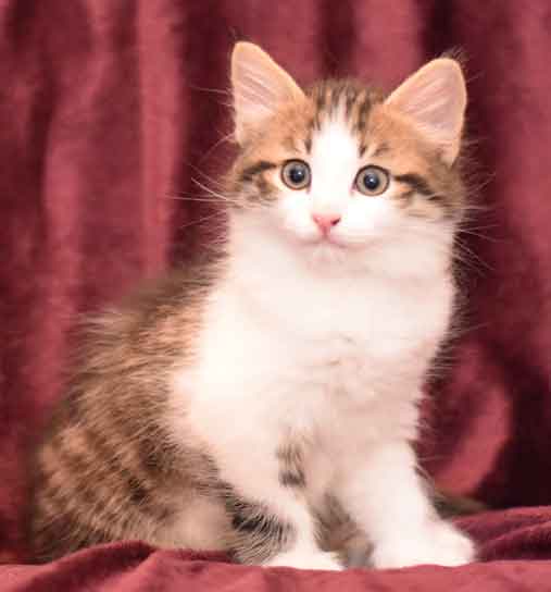 sibirisk kattunge Hubble