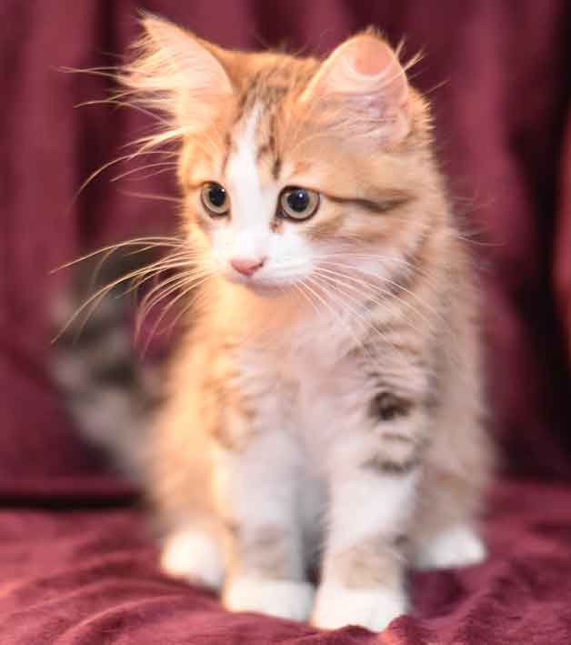 sibirisk kattunge Elara