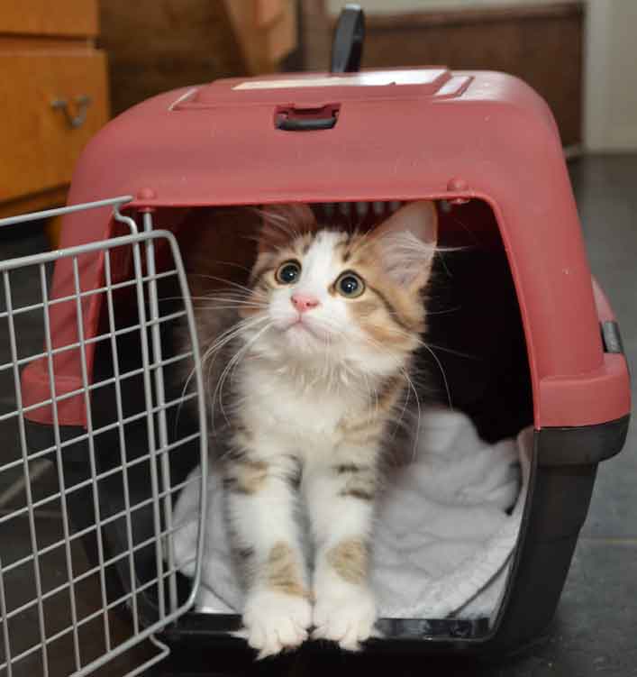sibirisk kattunge Elara