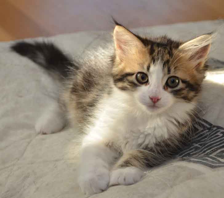 sibirisk kattunge Galina