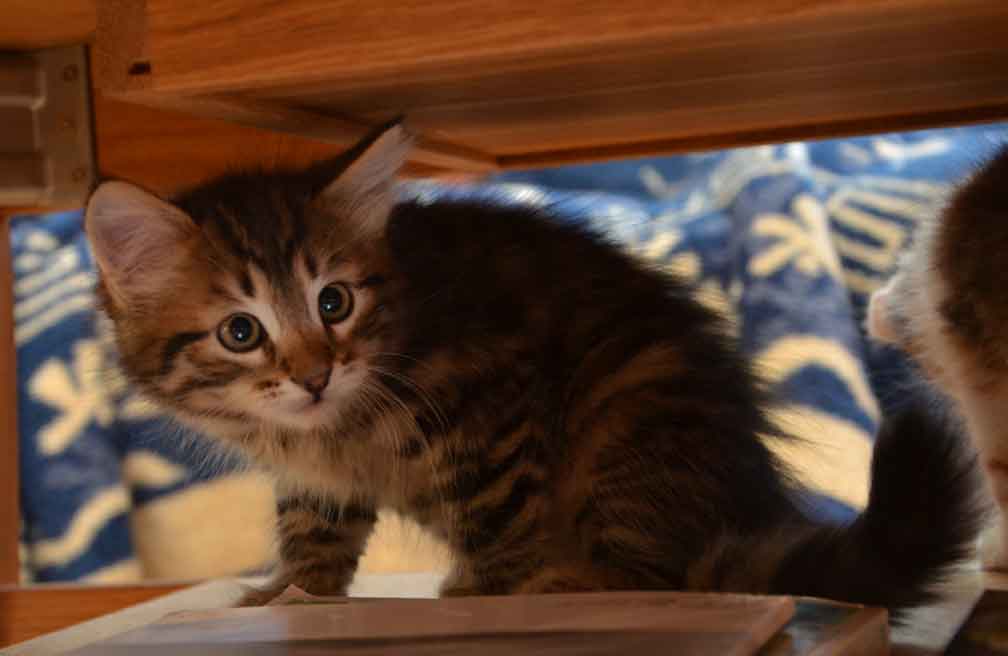 sibirisk kattunge Hadar