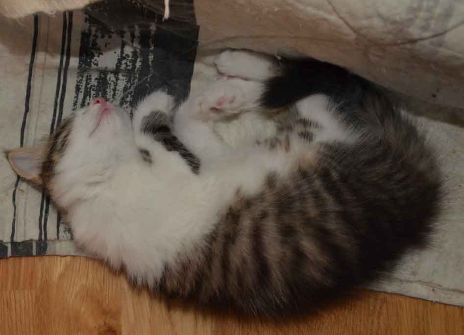 sibirisk kattunge Hubble