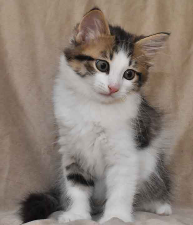 sibirisk kattunge Hubble