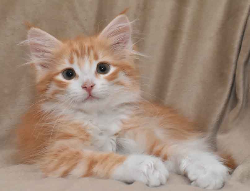 sibirisk kattunge Gryphon