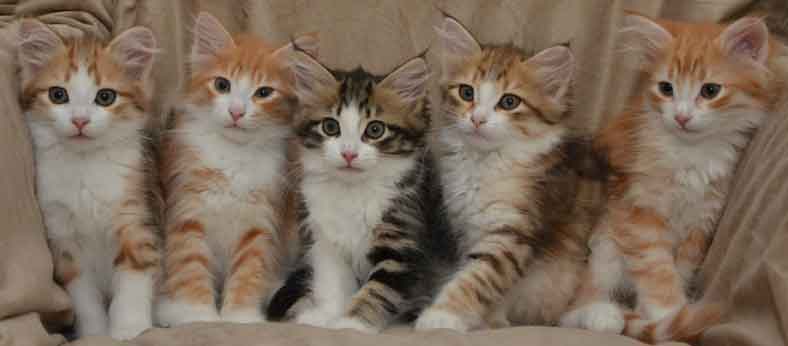 sibirisk kattunge Gg-kull