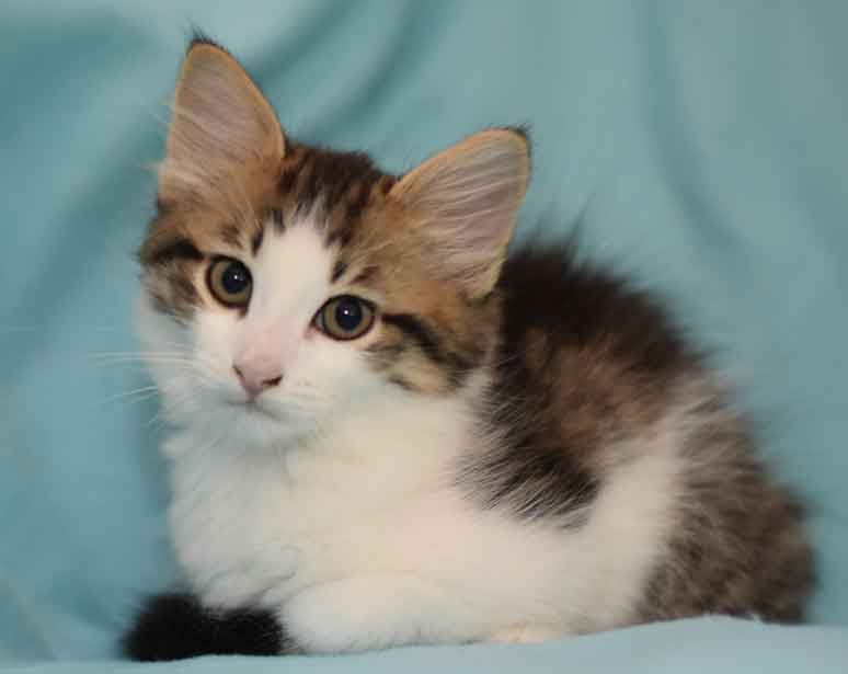 sibirisk kattunge Hubble
