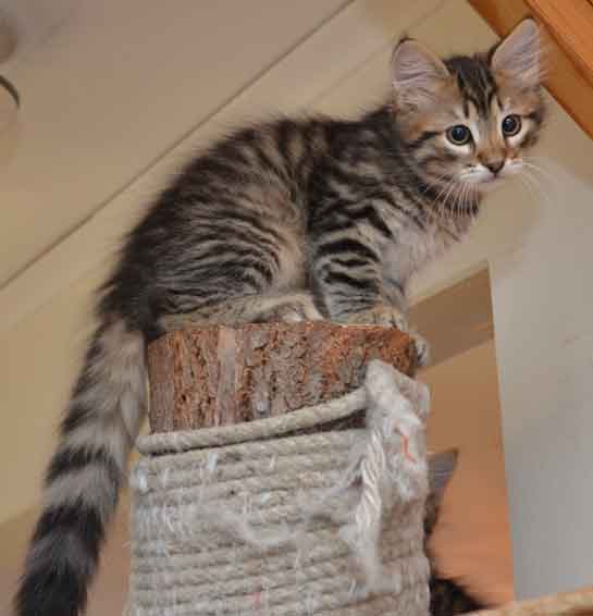 sibirisk kattunge Hadar
