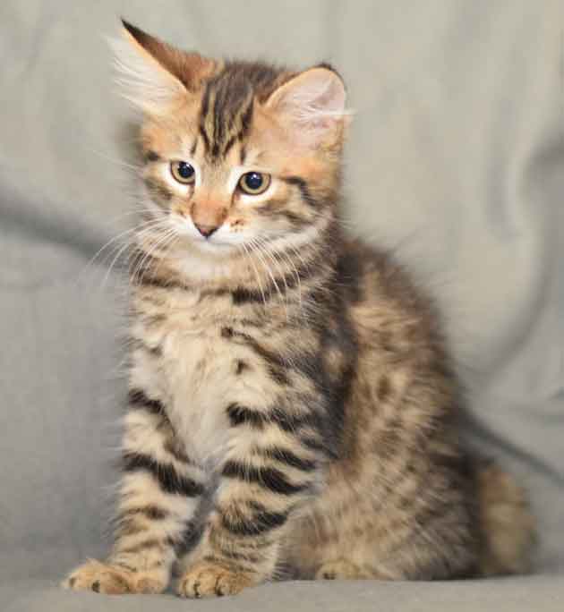 sibirisk kattunge Hadar
