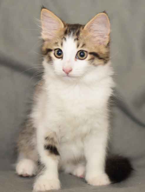 sibirisk kattunge Hubble