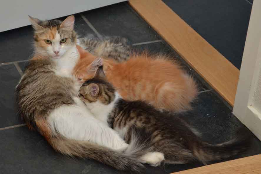 sibirisk katt Colbie med kattungar