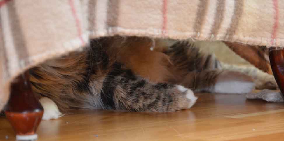 sibirisk katt Mitzi