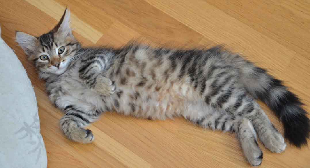 sibirisk kattunge Hadar