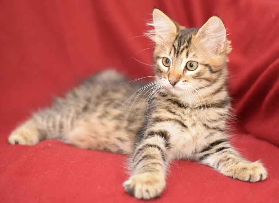 sibirisk kattunge Hadar