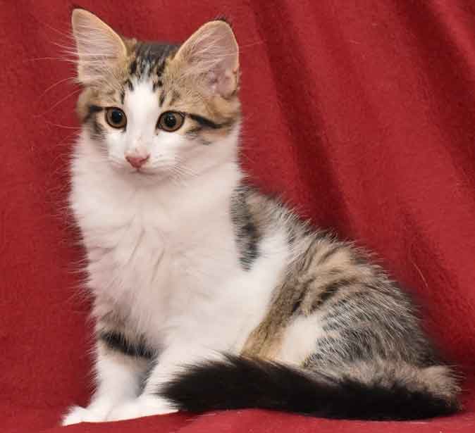 sibirisk kattunge Hubble